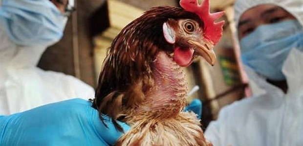 Πρώτος θάνατος ανθρώπου παγκοσμίως από γρίπη των πτηνών